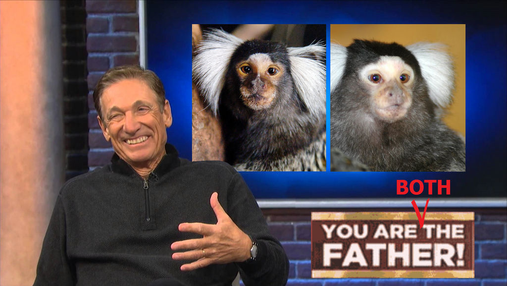 Marmosets - You are BOTH the Father