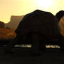 Tortoise at Sunset