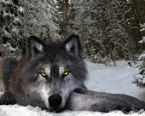 Snow Wolf