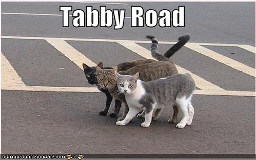 Tabby Road