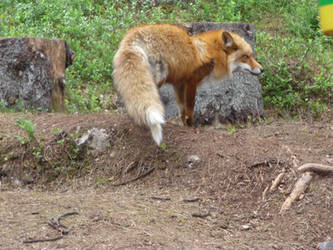 Norwegian Red Fox 03