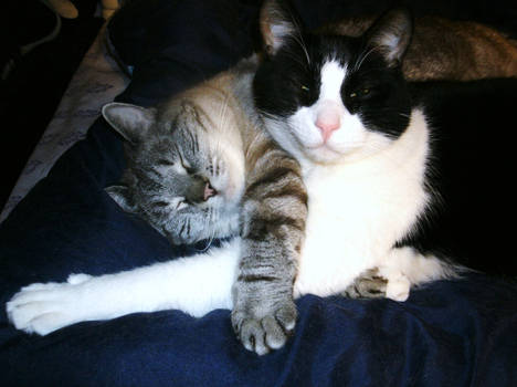 Snuggle cute cats