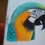 Oil pastel Parrot