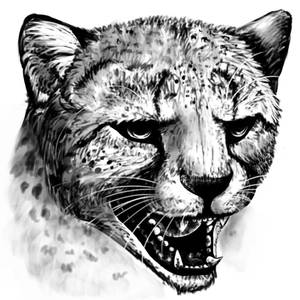 Random Cheetah Sketch