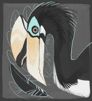 Oriental Pied Hornbill