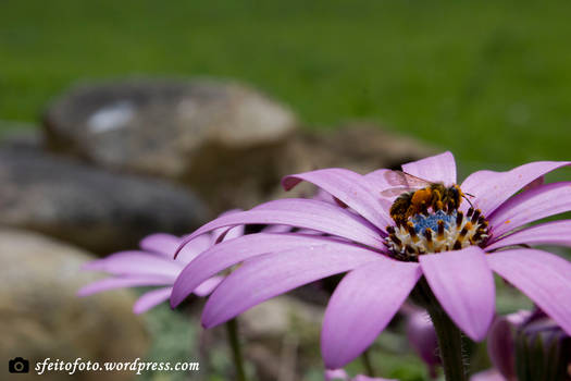 Bee on a flower