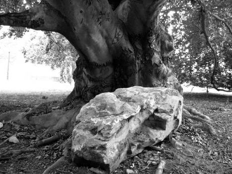 Europeon Beech Tree