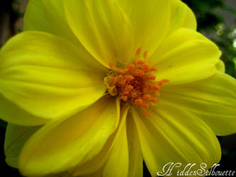 Yellow Dalia