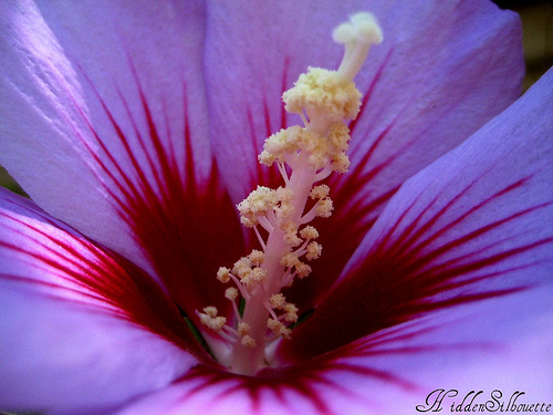 Hibiscus