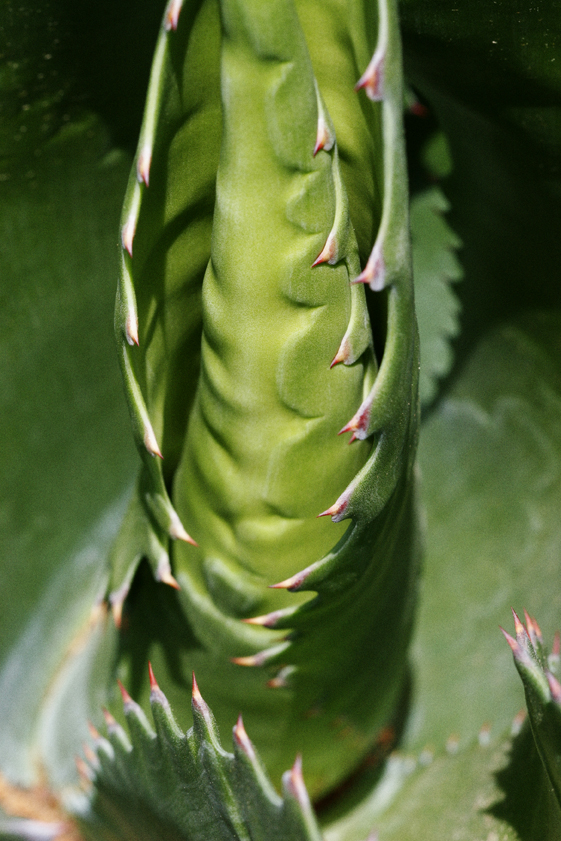 Dentata