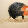 Elephant Shrew