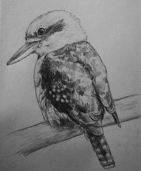 Kookaburra