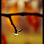 Autumn rain