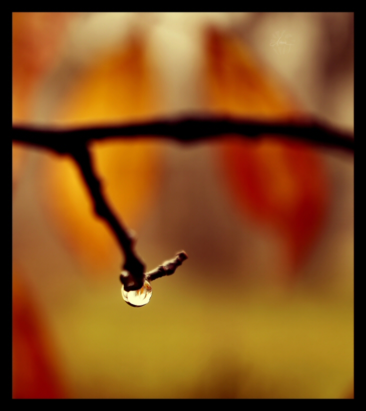 Autumn rain