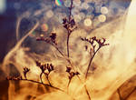 Smokeh I by DianaCretu