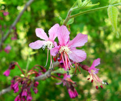 Spring Flower