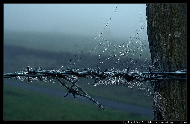 polipoli.series:barbed.web