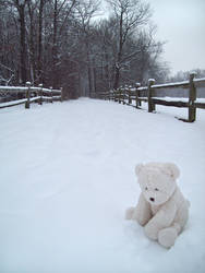 Winter Lonely Bear