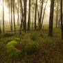 Misty morning in the forest