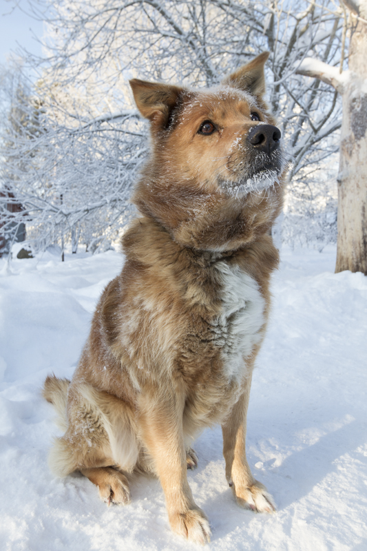 Frosty beard