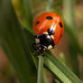 Ladybug