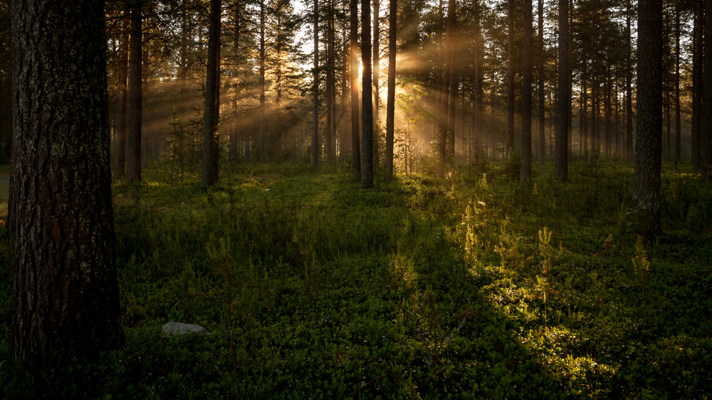 Shining through the forest