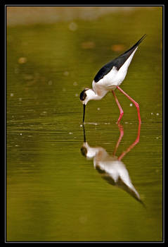 Black-winged Stilt