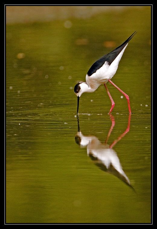 Black-winged Stilt