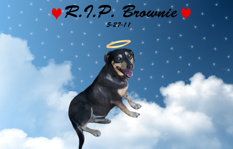 R.I.P. Brownie