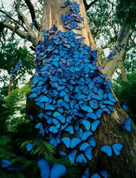 The Tree of Butterflies