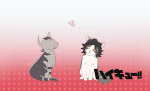 [HQ!!] Commercial Cats