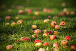 autumn apples by Pkod