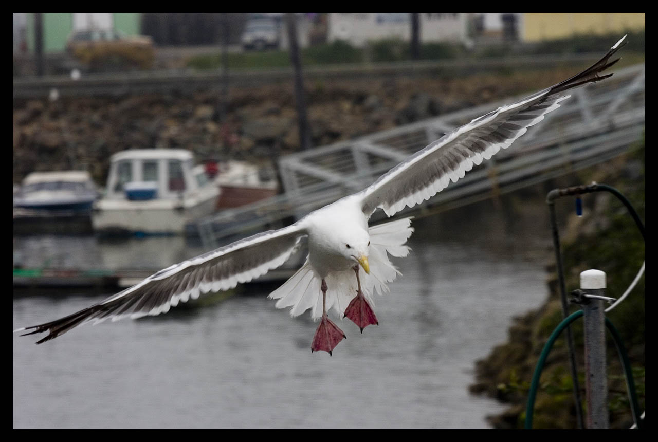 See Sea Gull