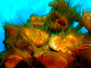 underwater wonderland