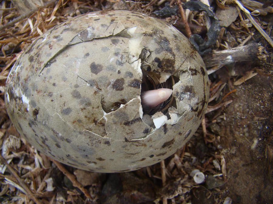 Seagull egg by Maguje on DeviantArt