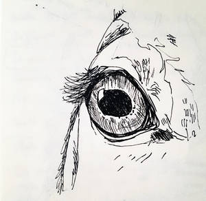Eye of a Horse2