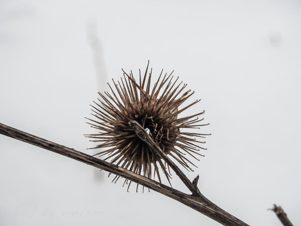 Verbluehte Distel by mucxxx on DeviantArt