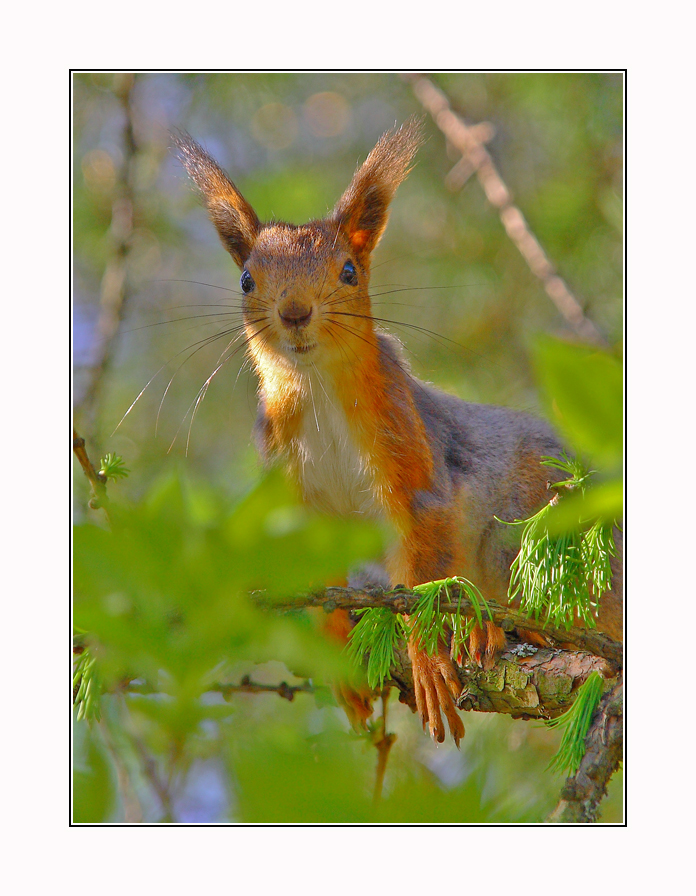 Young squirrel