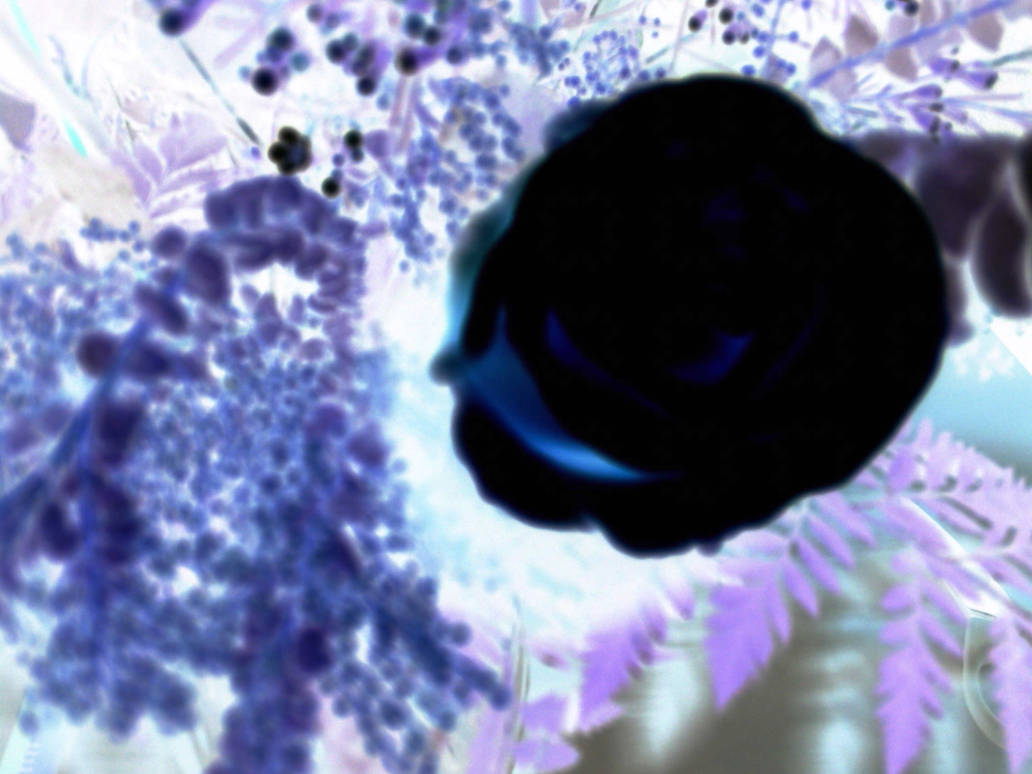 Inverted Rose Inverted Rose by Dallas090 on DeviantArt