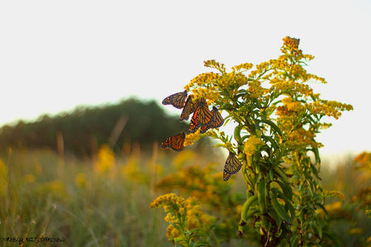 Butterflies 2