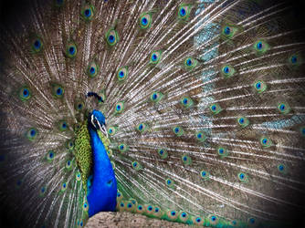 beautifull peacock