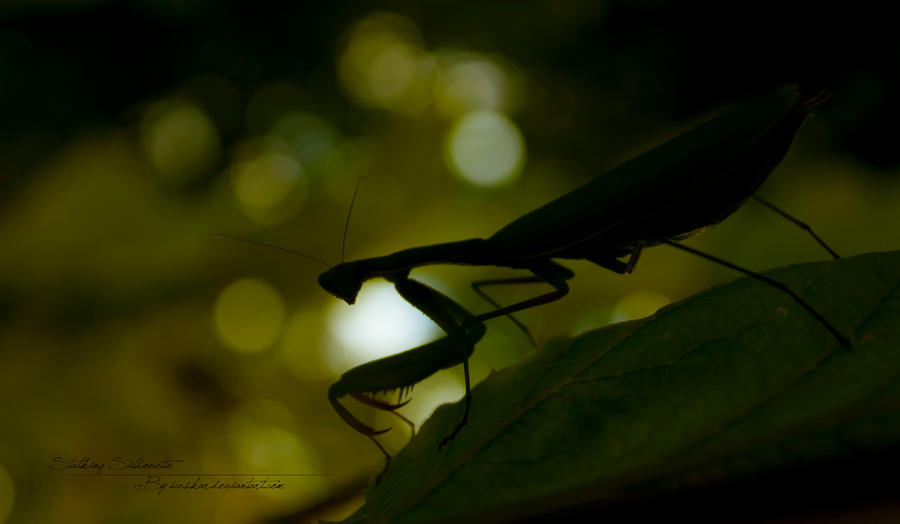 Stalking Silhouette