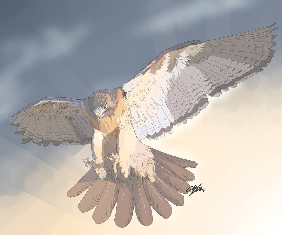 Red Tailed Hawk