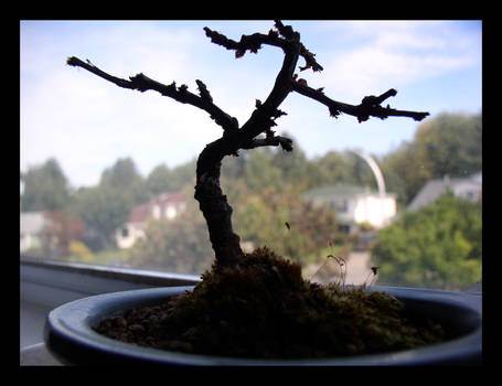 dead bonsai dead relationship