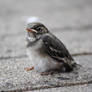 Wagtail hatchling