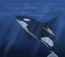 Killer whale -underwater