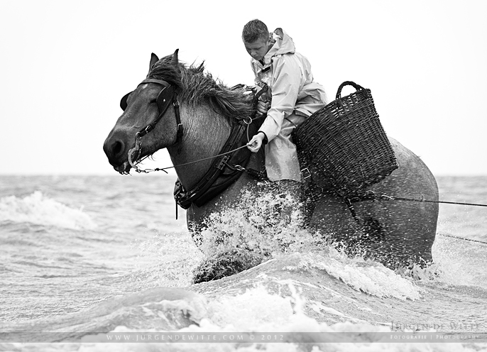 Shrimp Fishing on Horseback