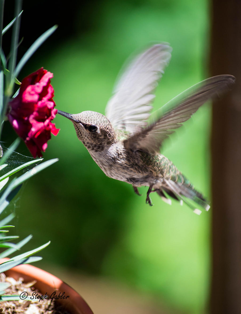 Baby Hummingbird II