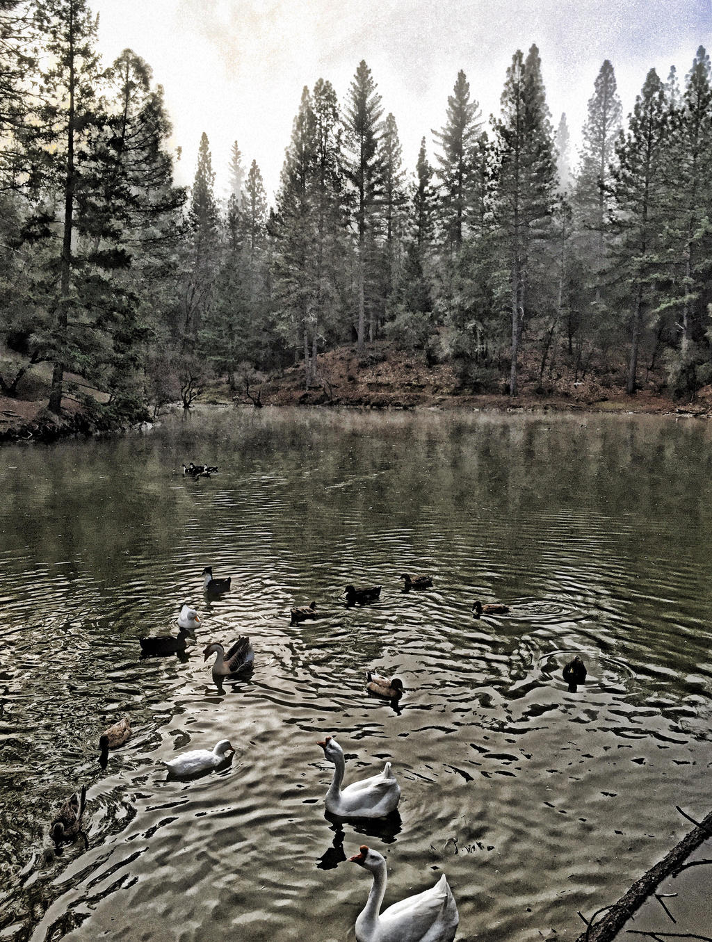 Foggy Mountain Pond