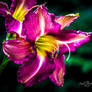 Purple day lily